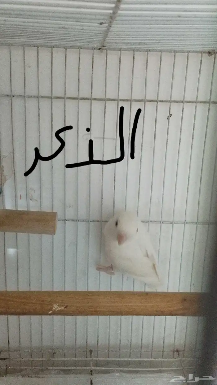 جوز روز للبيع عنده 5 بيضات 1