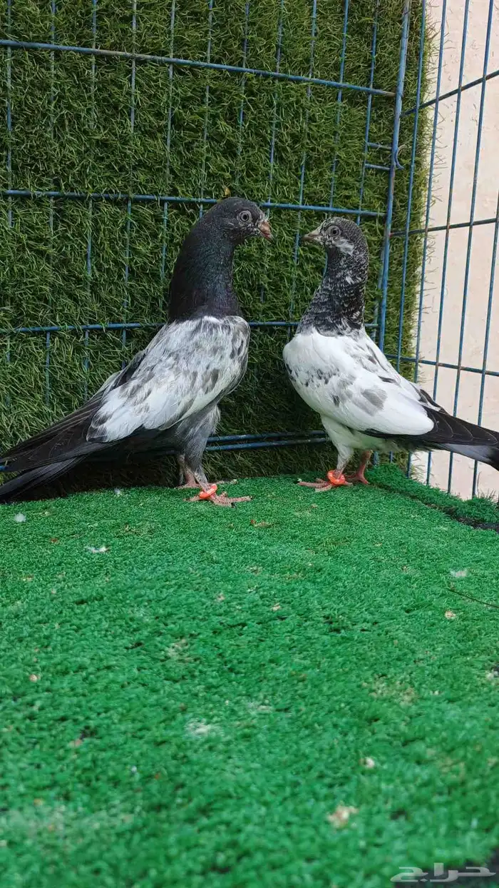 حمام باكستاني طبات 0