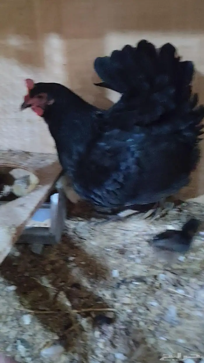 دجاجه بصيصانها 9 2