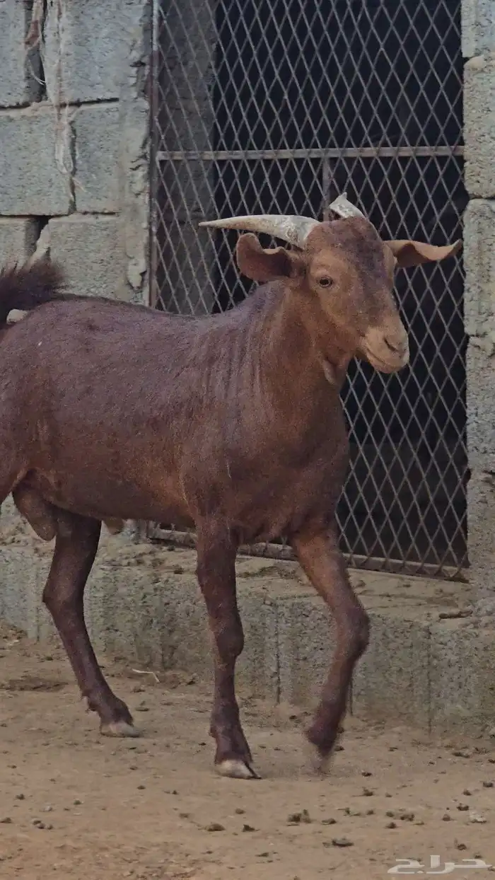 مشروع فحل ادهم فاخر 3