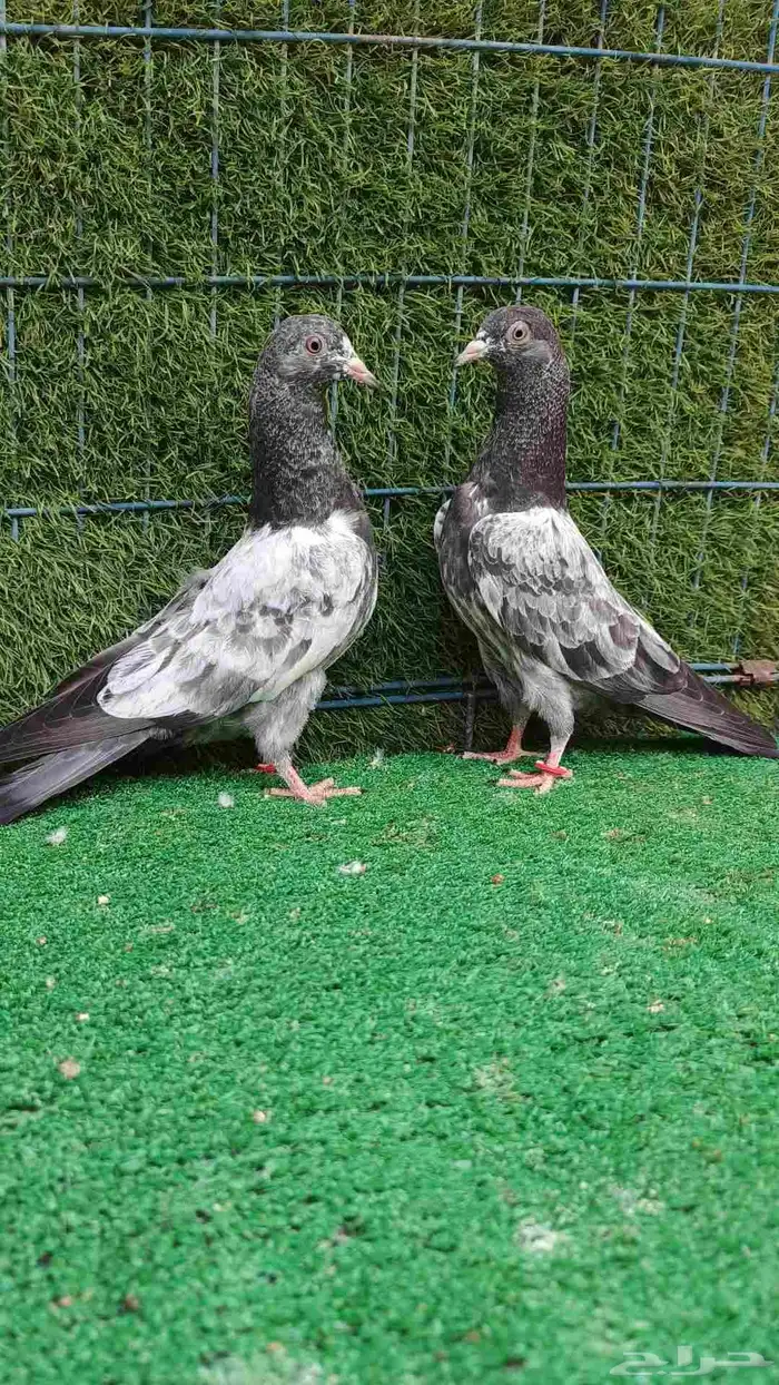 حمام باكستاني طبات 5