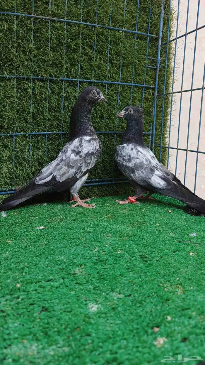 حمام باكستاني طبات 3