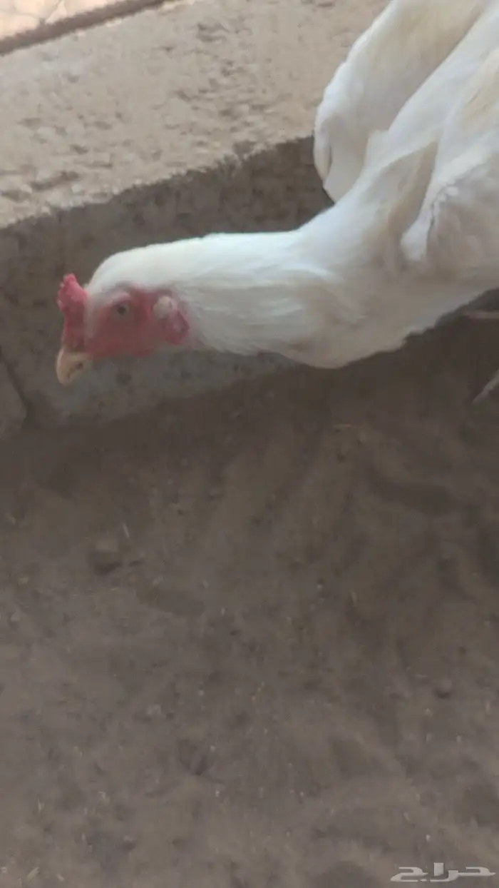 دجاج سندي فواخر دم صافي شرط 0