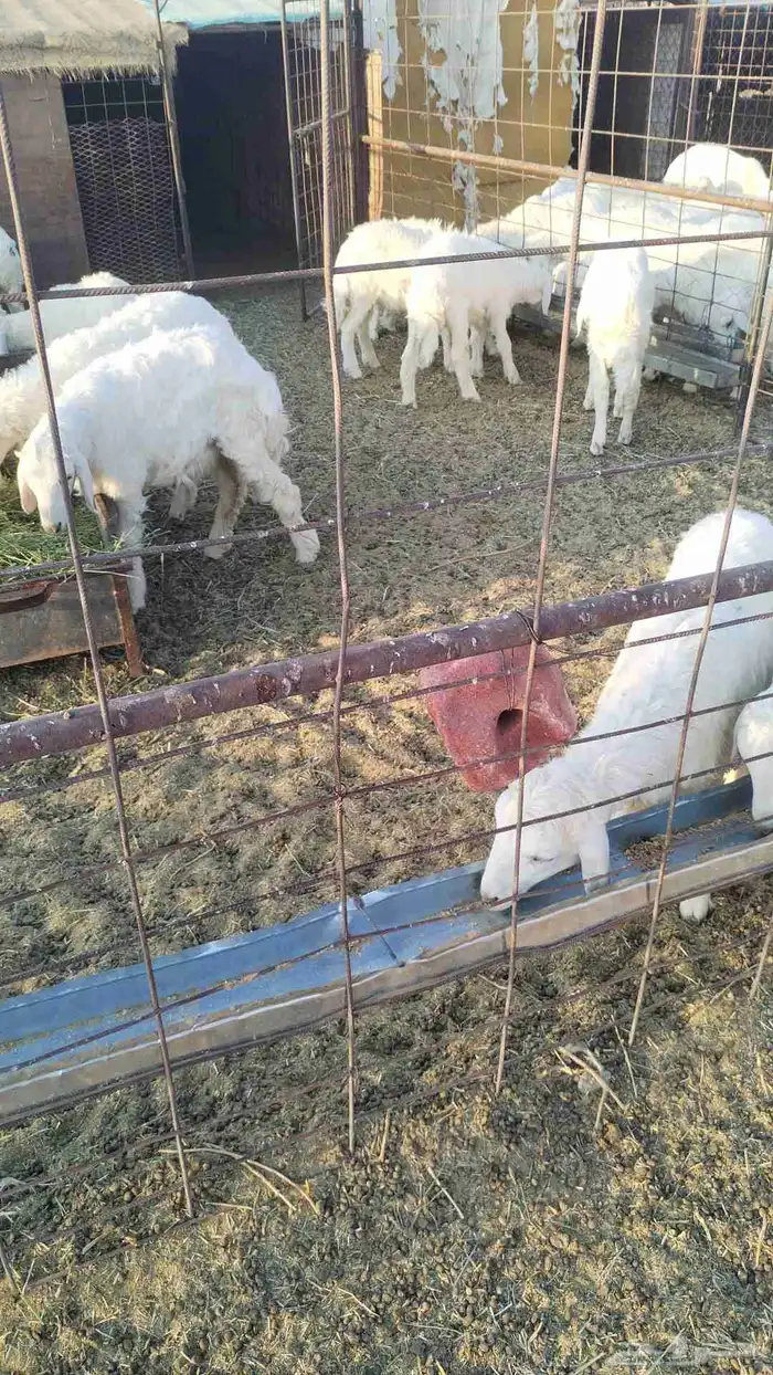 خرفان للبيع 0