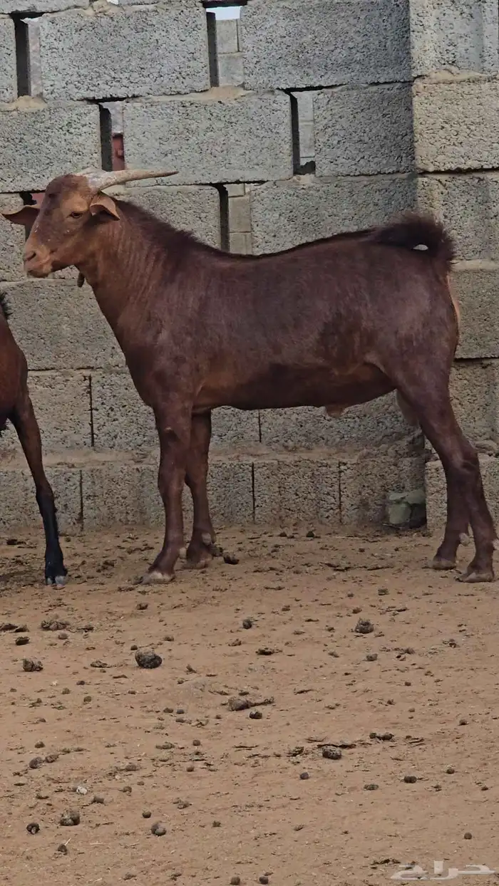 مشروع فحل ادهم فاخر 1