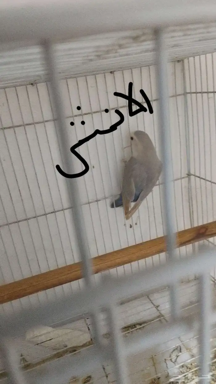 جوز روز للبيع عنده 5 بيضات 2