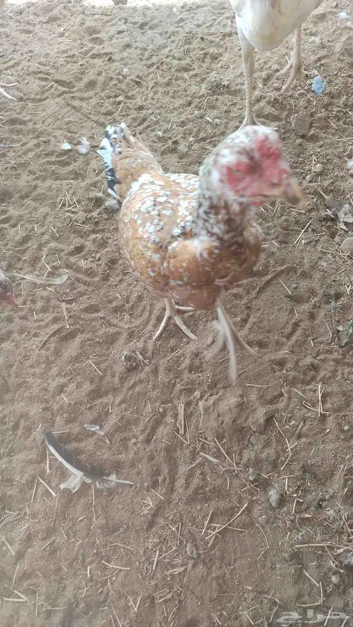 دجاج سندي فواخر دم صافي شرط 7