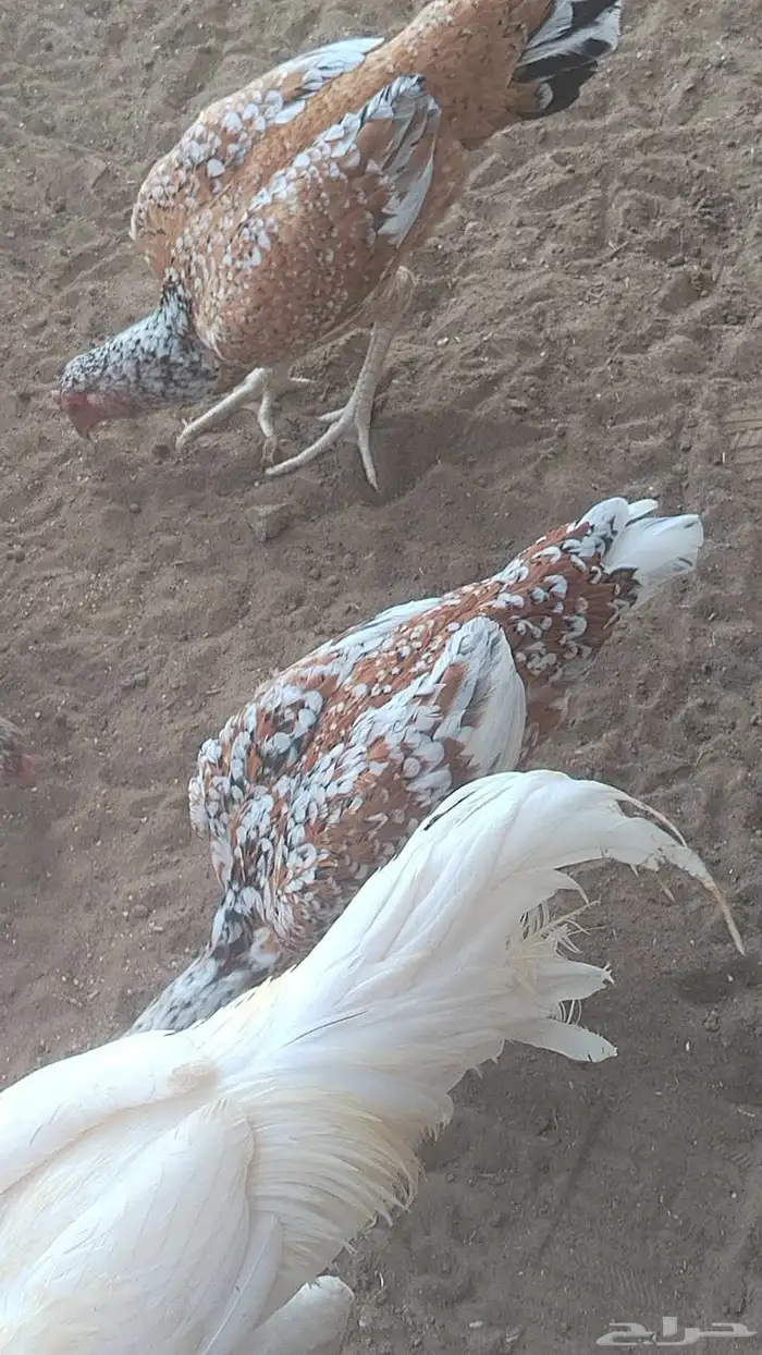 دجاج سندي فواخر دم صافي شرط 2