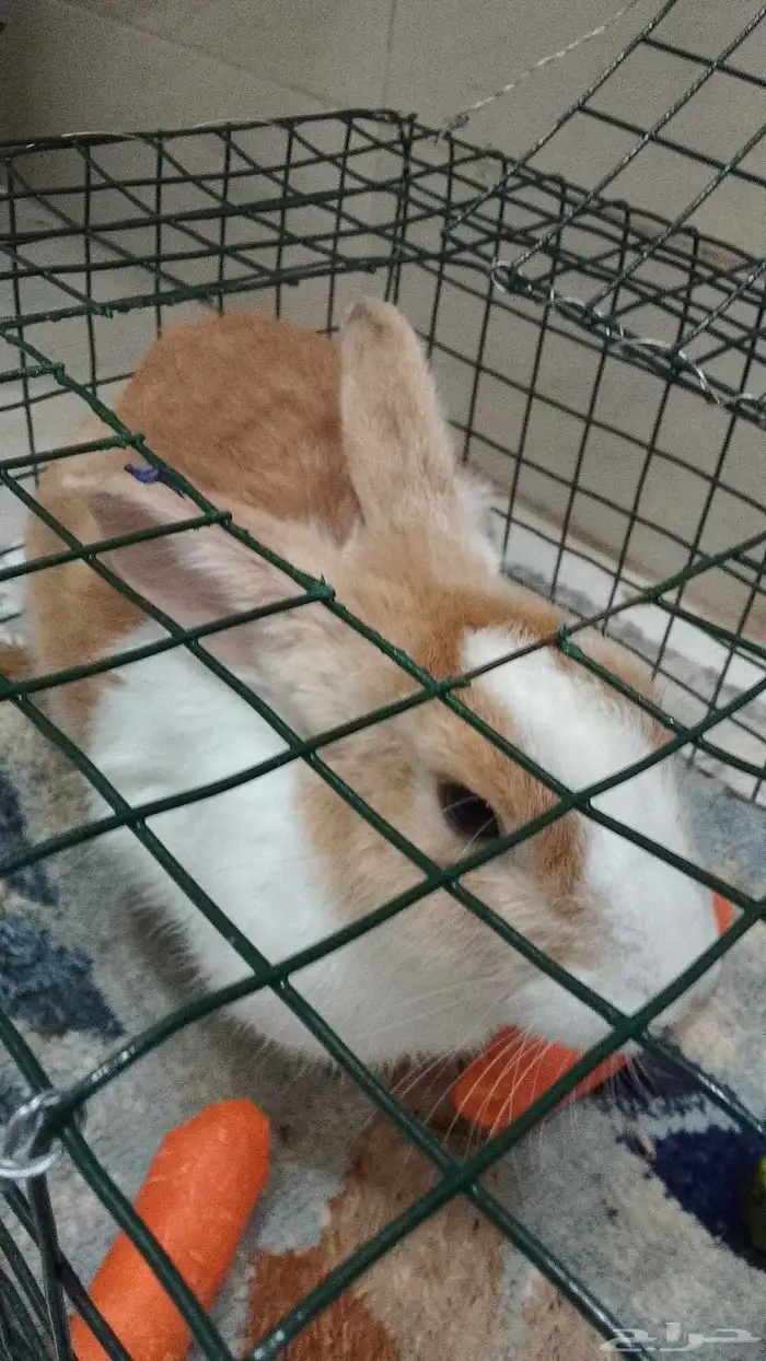 ارنب ذكر للبيع 1