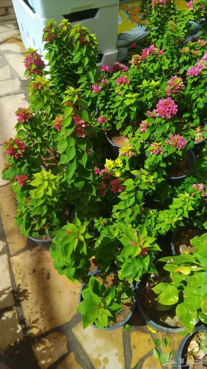 مشتر تنسيق وحطائي 100  شغل عالي جدا 3