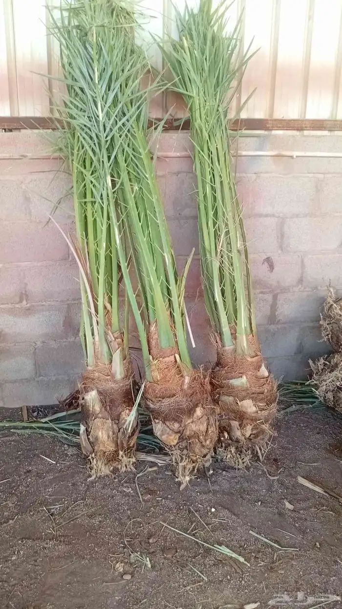نعمل في قلع وغرس وتوريد جميع أنواع النخيل العربي ولاشنطن 2