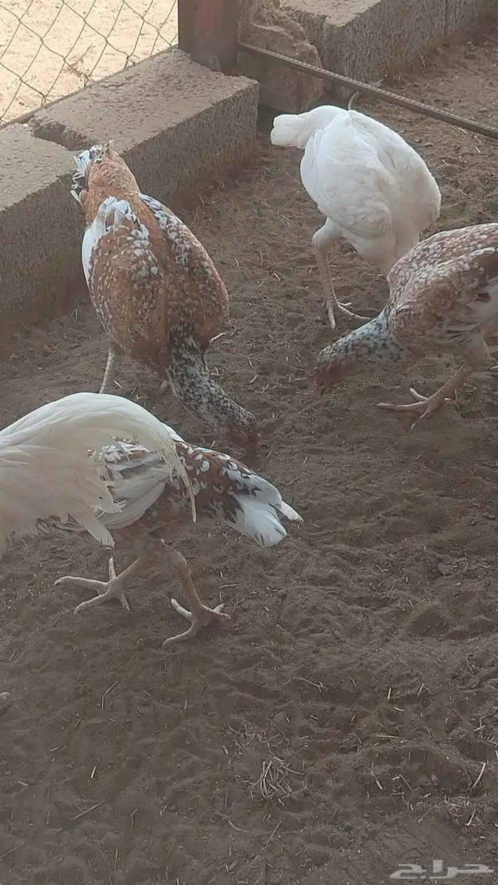 دجاج سندي فواخر دم صافي شرط 9