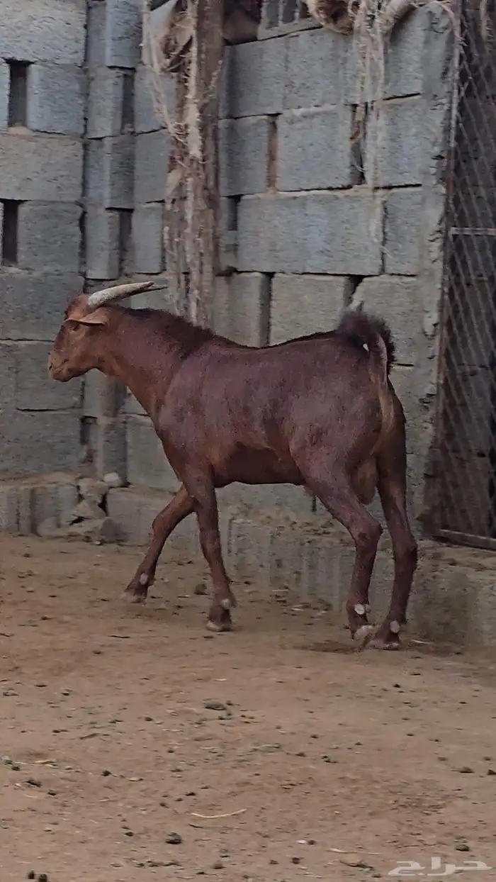 مشروع فحل ادهم فاخر 0