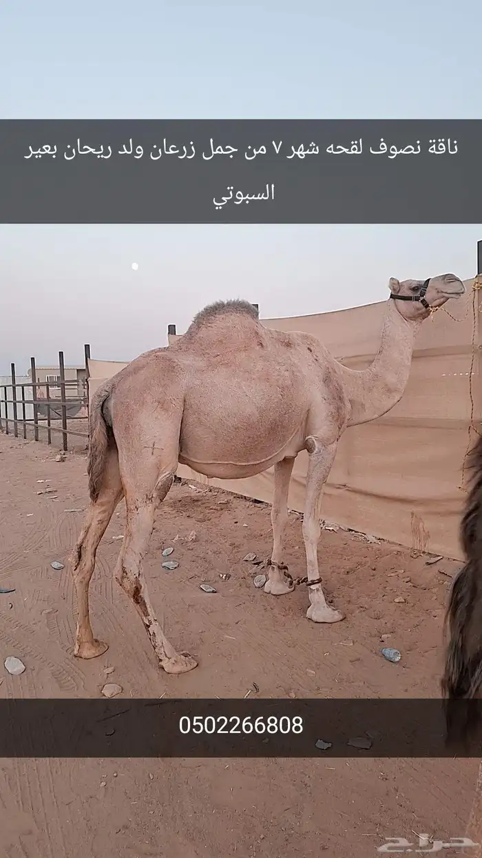 نياق لقحات 0