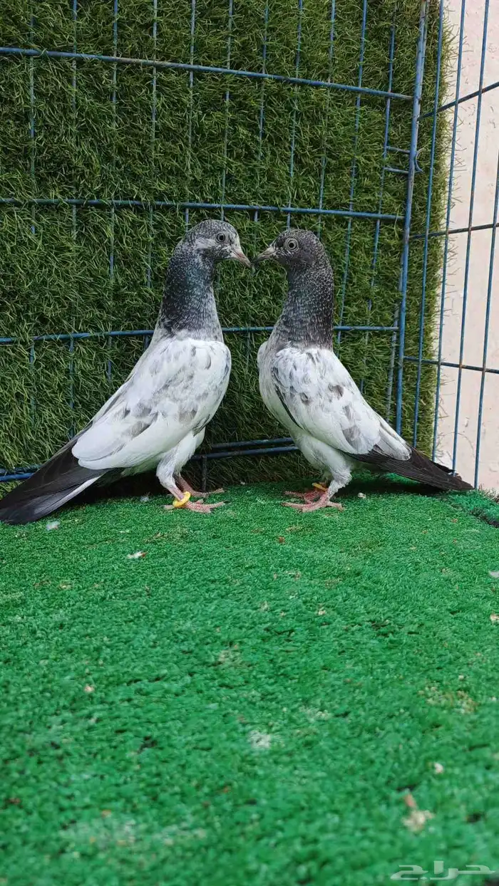 حمام باكستاني طبات 2