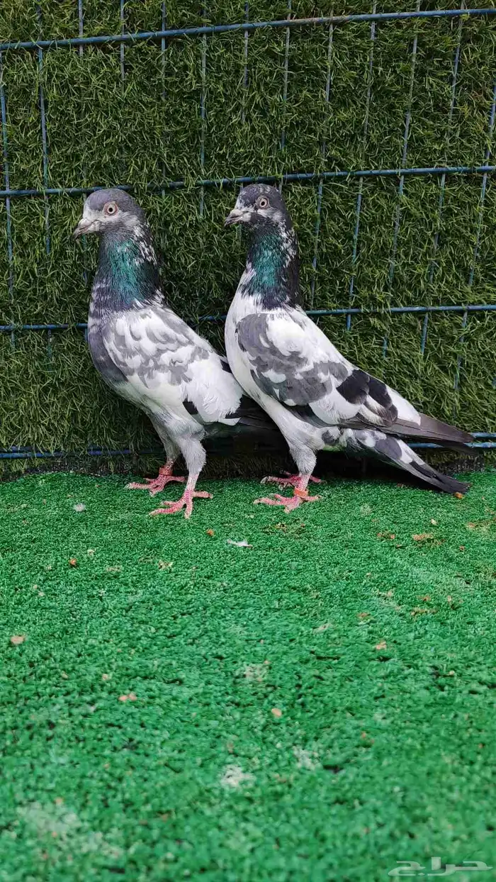 حمام باكستاني طبات 9