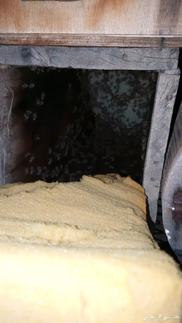 للبيع 8 نحل بلدي 1