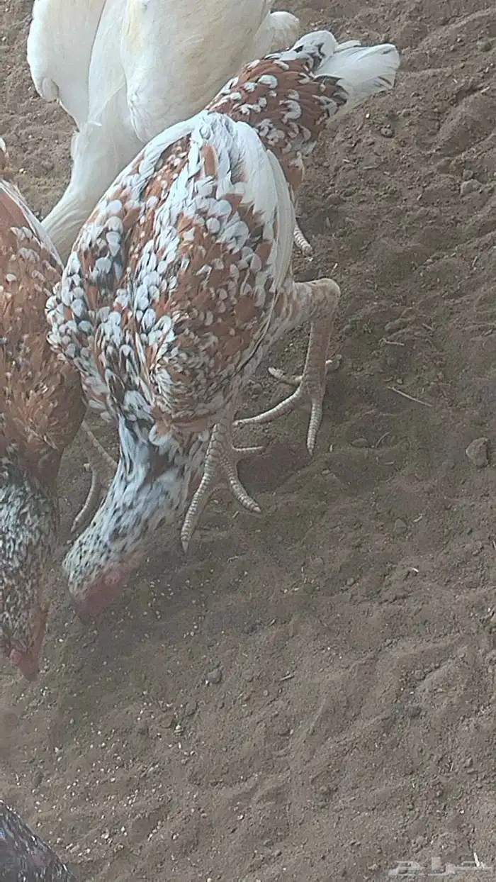 دجاج سندي فواخر دم صافي شرط 4