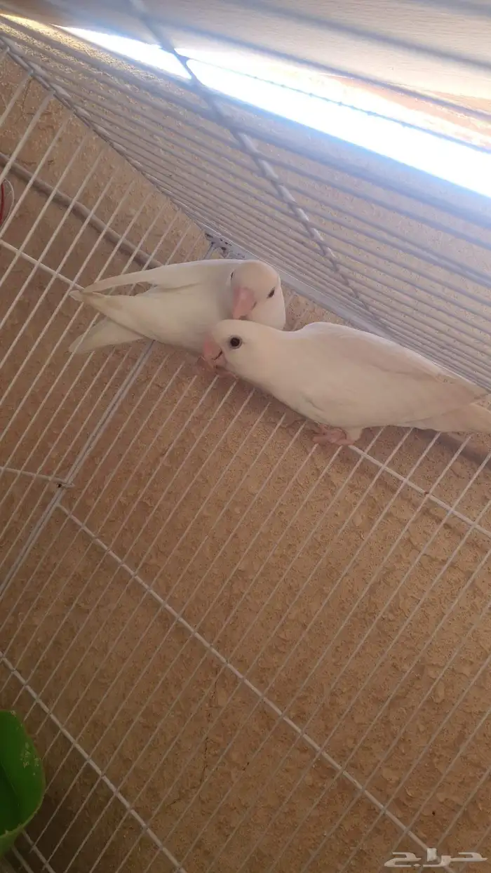 للبيع جوز روز 4