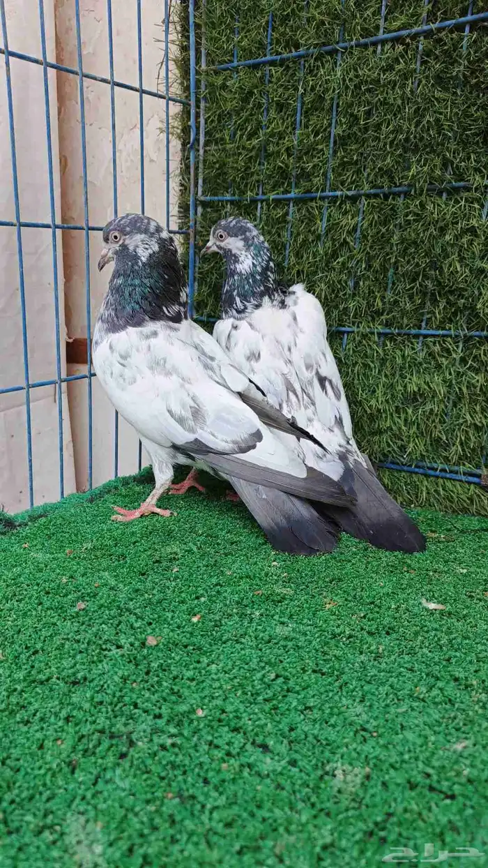 حمام باكستاني طبات 7