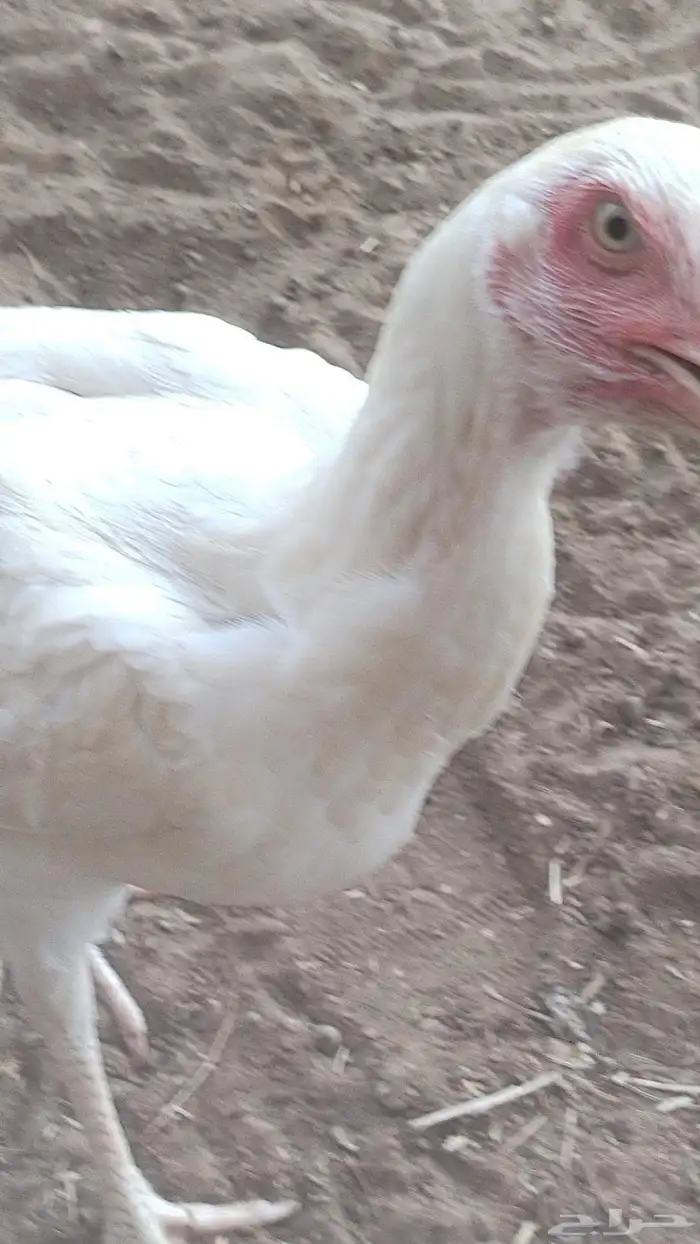 دجاج سندي فواخر دم صافي شرط 1