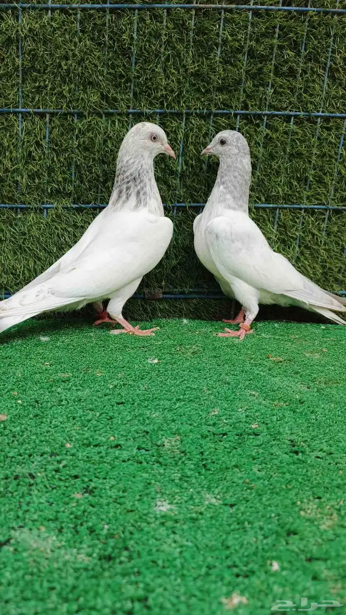 حمام باكستاني طبات 4