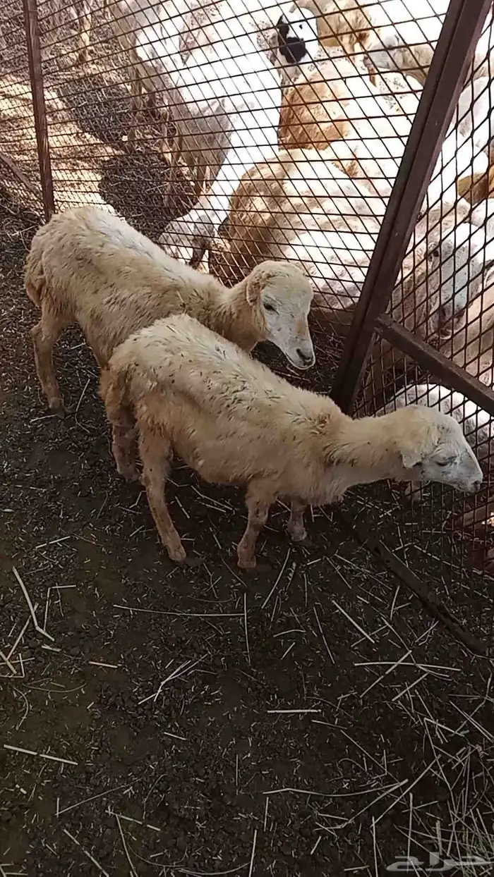 رخيل للبيع 0