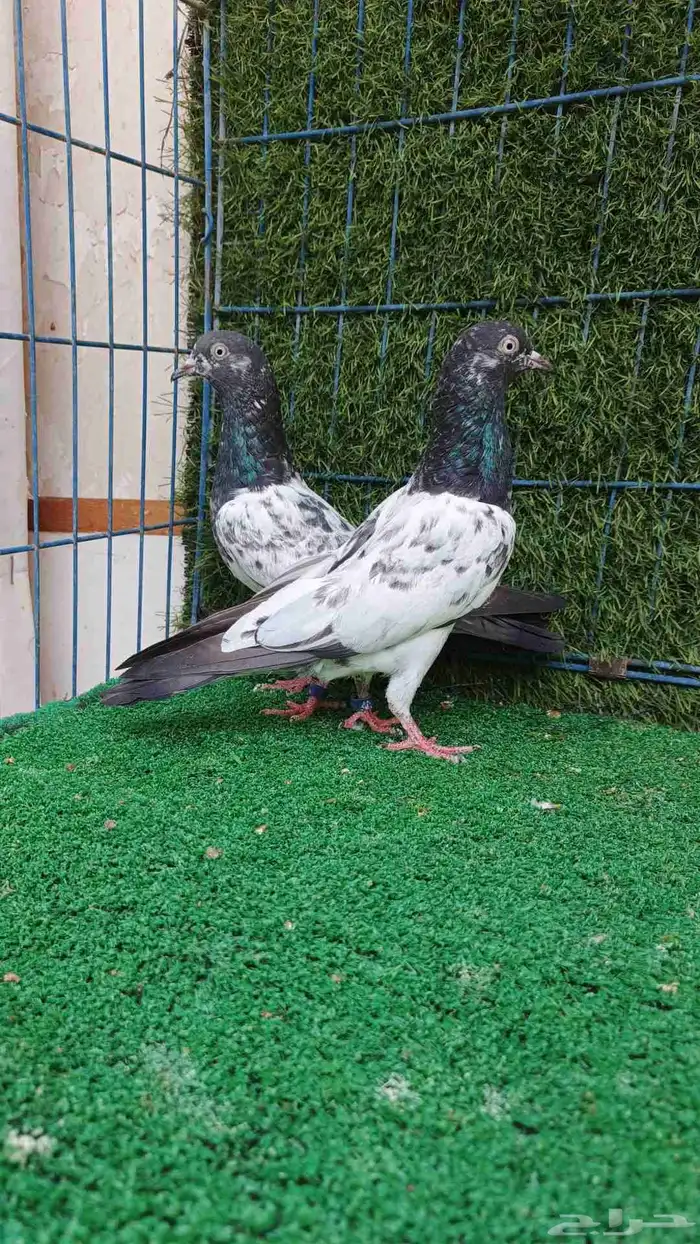 حمام باكستاني طبات 8