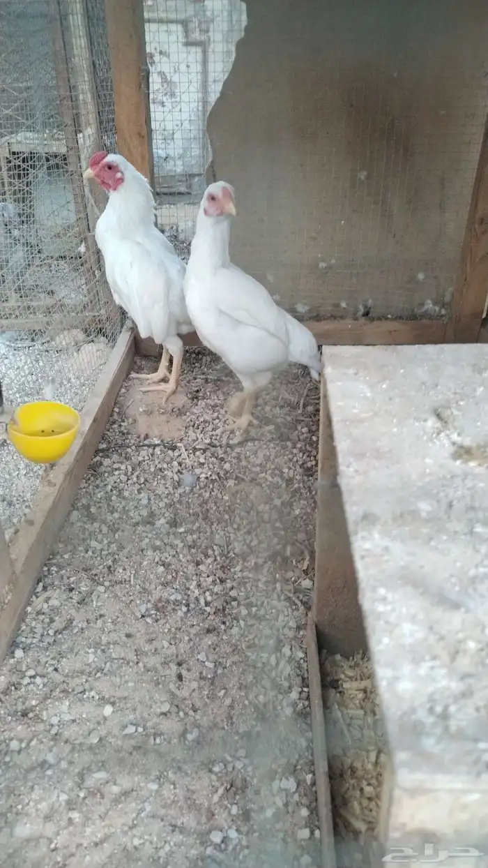 جوز كوشوما توه جاهز موصفات بطل 0