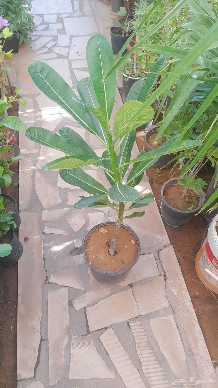 منسق حدائق وتركيب جميع شبكات الري العادي والاتمتك 6