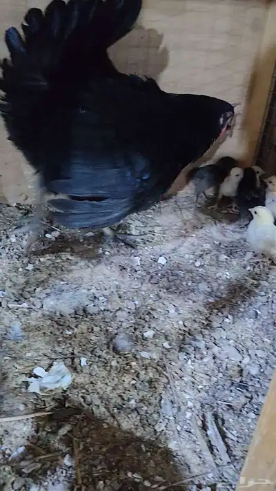 دجاجه بصيصانها 9 index