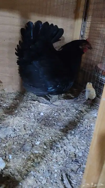 دجاجه بصيصانها 9 index