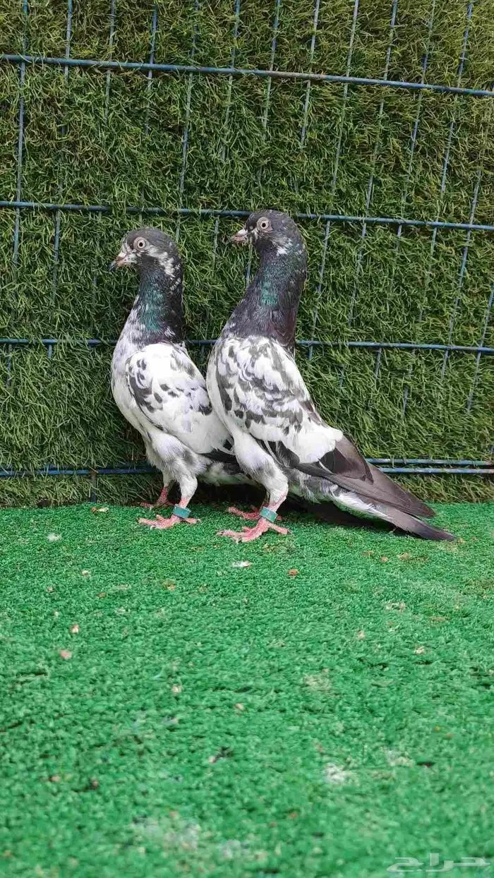 حمام باكستاني طبات 1