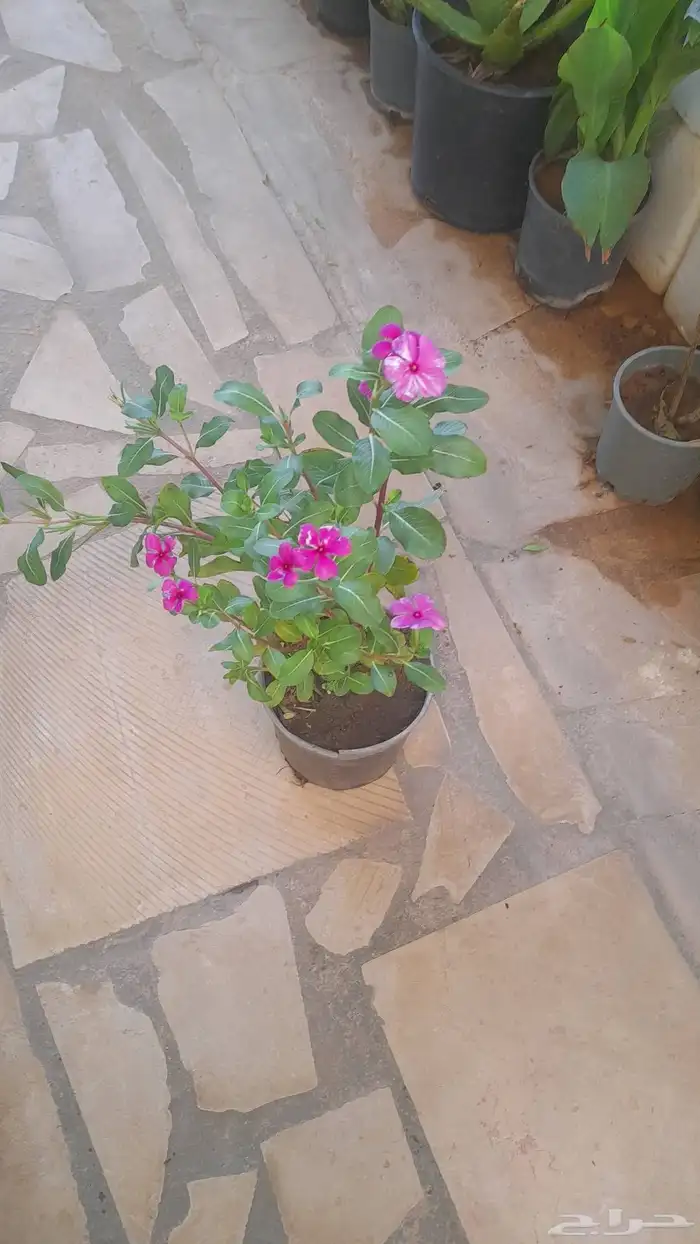 منسق حدائق وتركيب جميع شبكات الري العادي والاتمتك 7