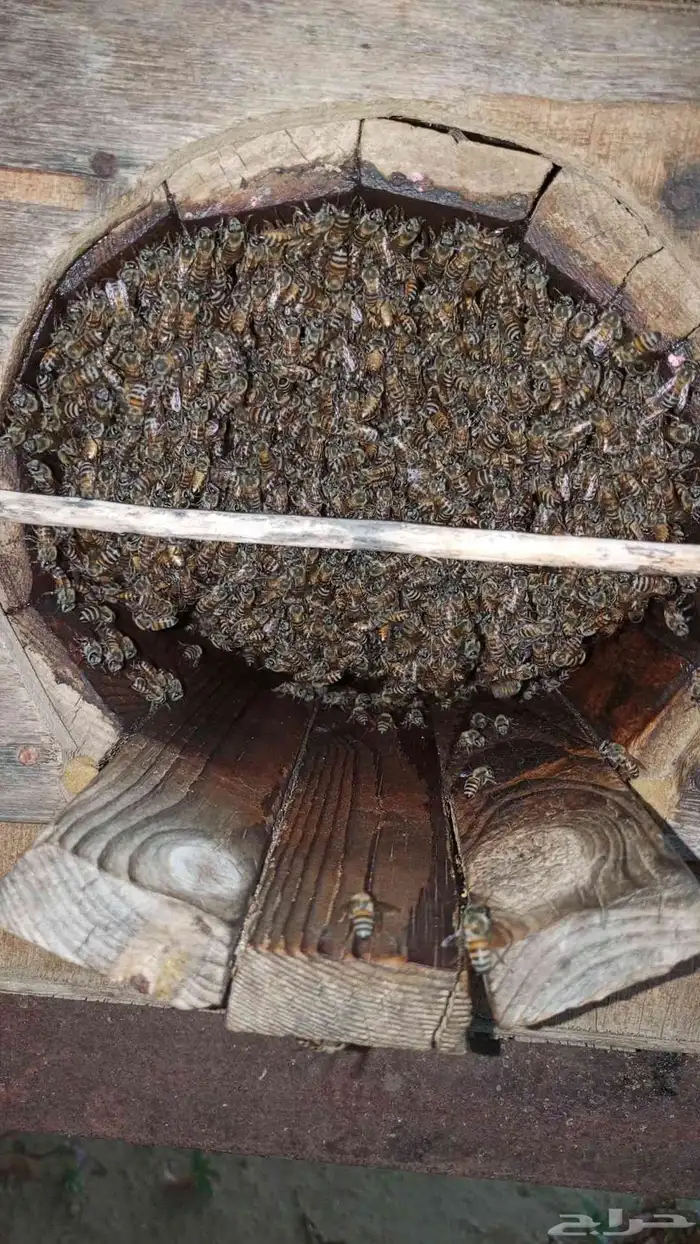 للبيع 8 نحل بلدي 2