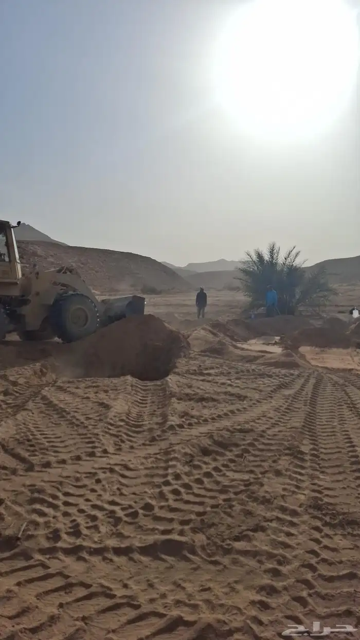 نخل وشنطنيا ونخل بلدي يوجد 1