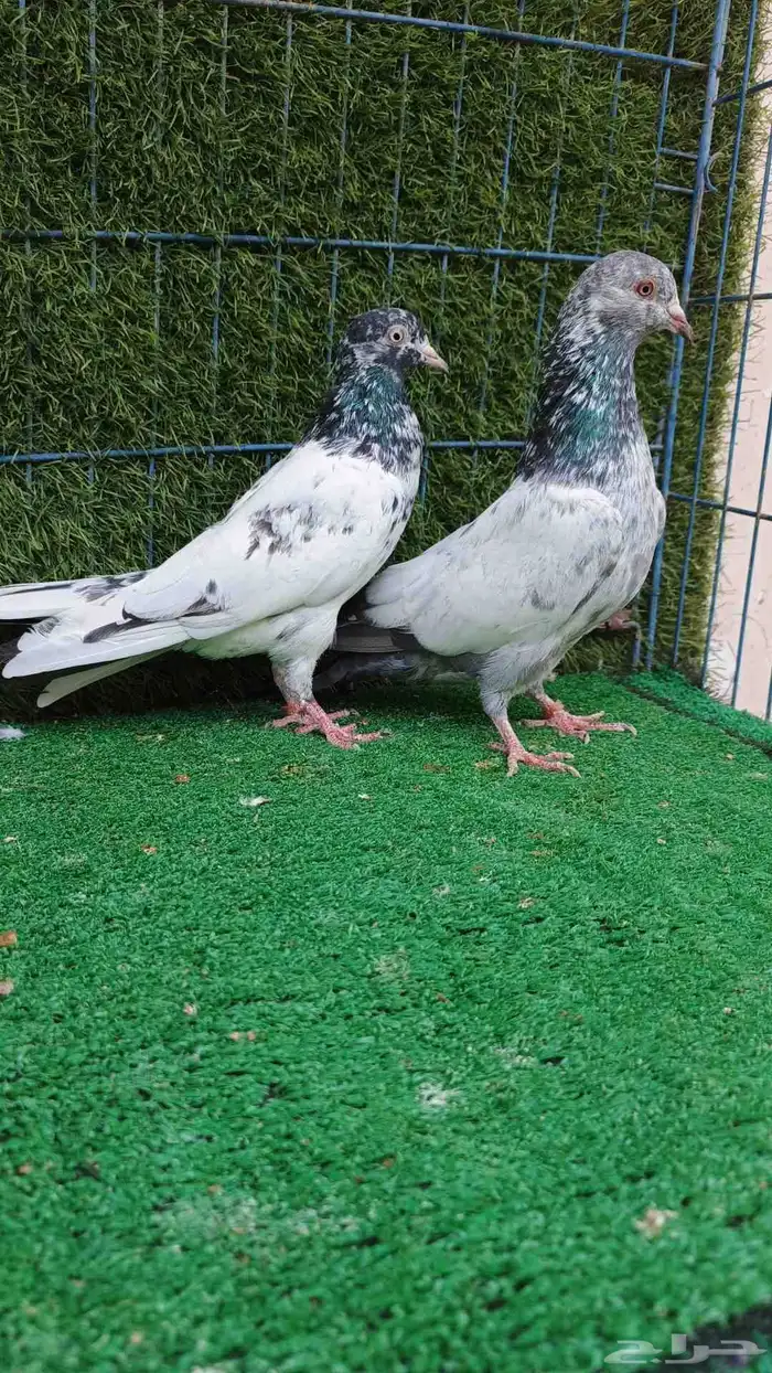 حمام باكستاني طبات 10