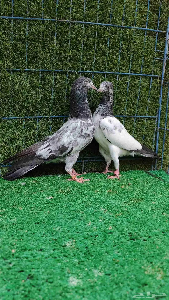 حمام باكستاني طبات 6