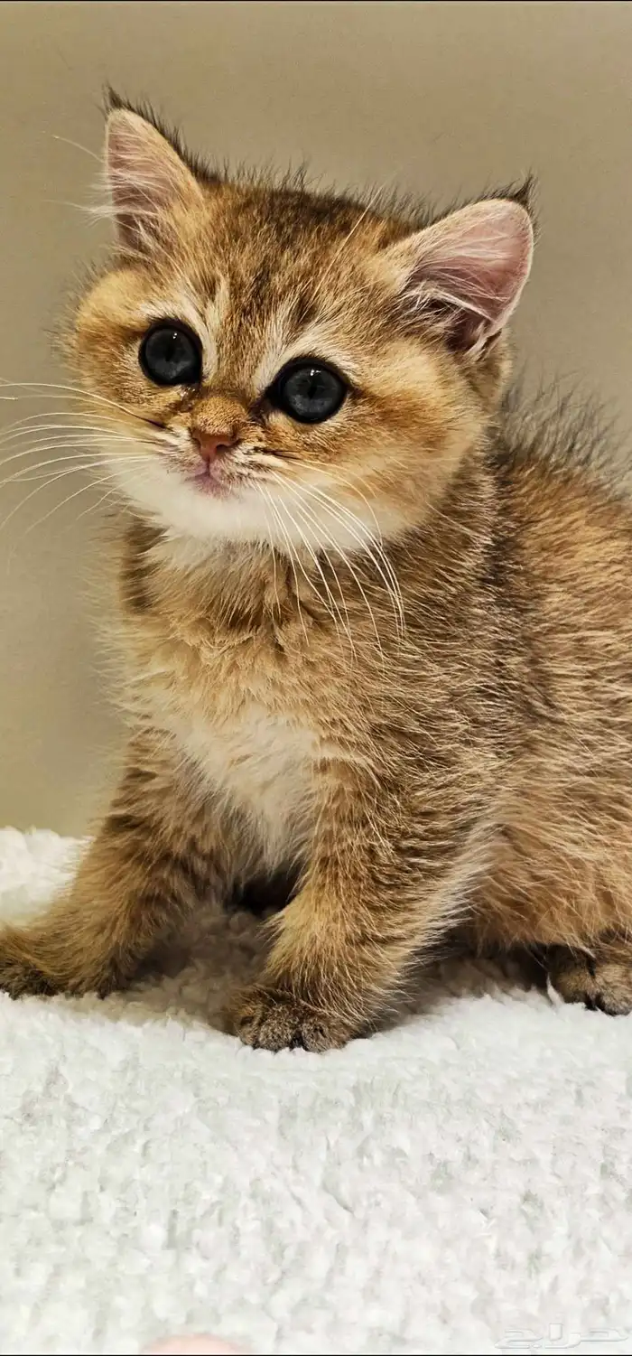 قطط سكوتش كتن وكبير للبيع 6