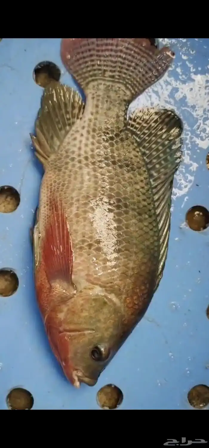 سمك بلطي طازج على مدار العام 1