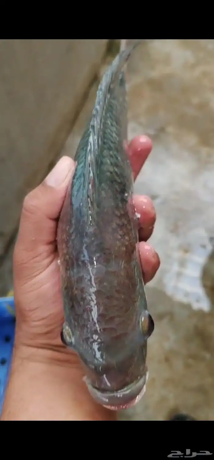 سمك بلطي طازج على مدار العام 0