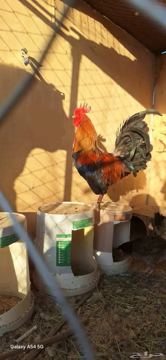 عرض لكم دجاج بلدي أصيل شرط بيض وحضن 7انثي وديكين 0