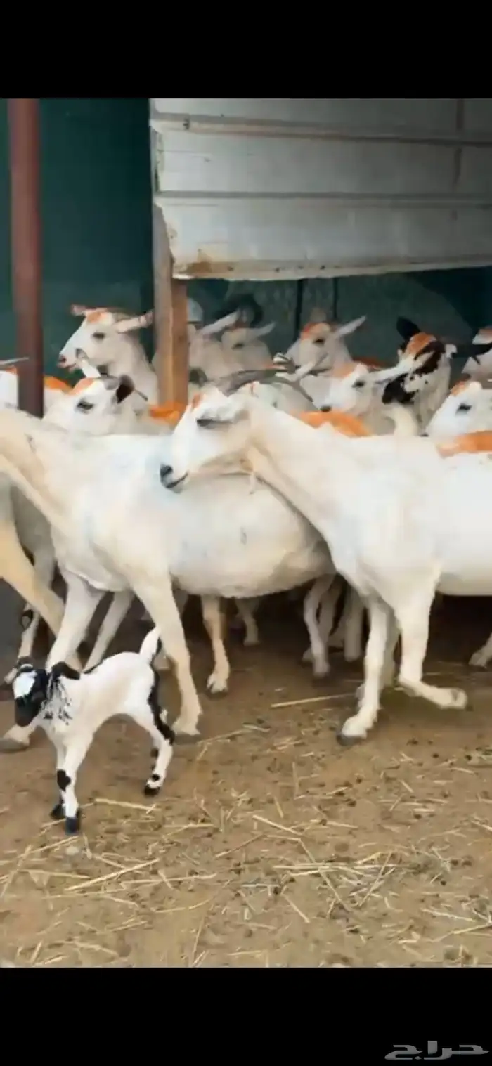 معزاء ببشيات فواخر مراح واحد 2