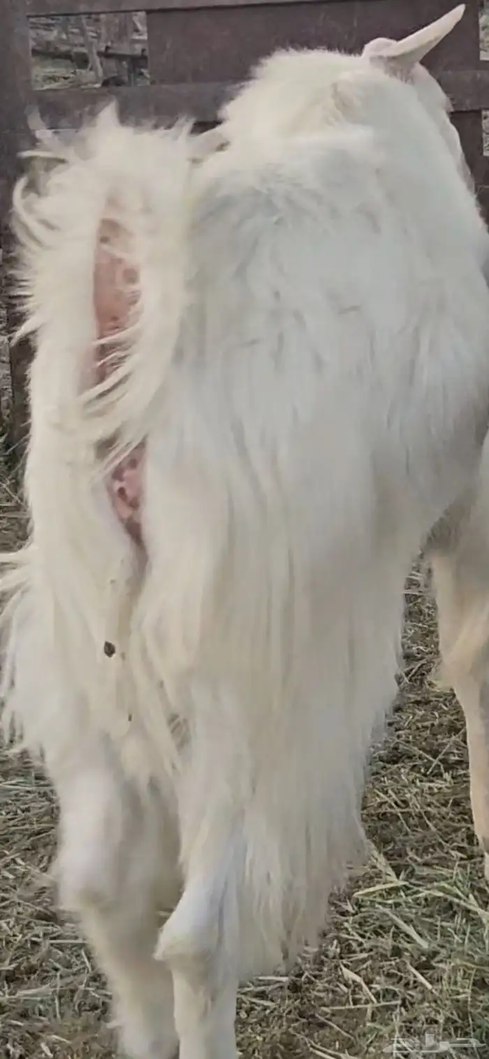 الفحل القادم مطور هولندي ابيض ابرص سلالة فواخر 5