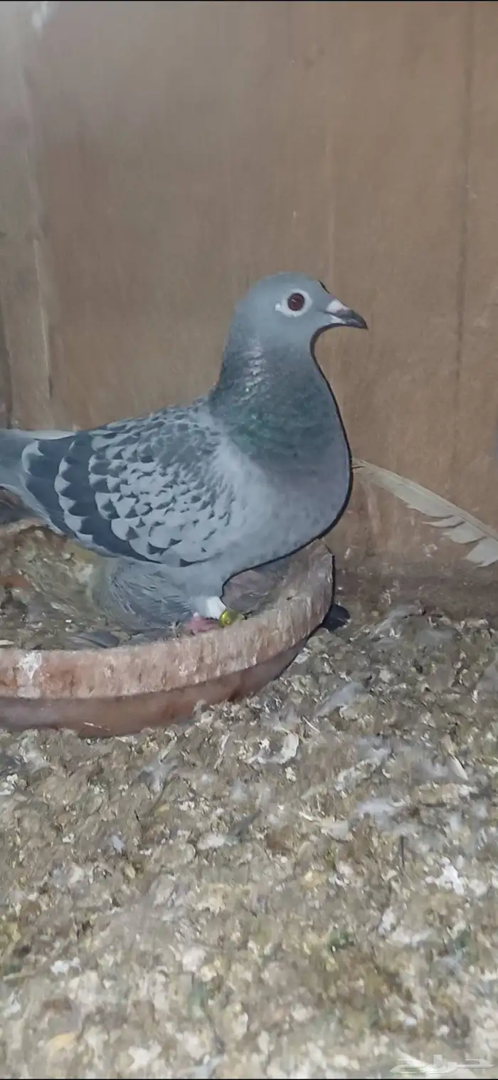 ازواج زاجل 1