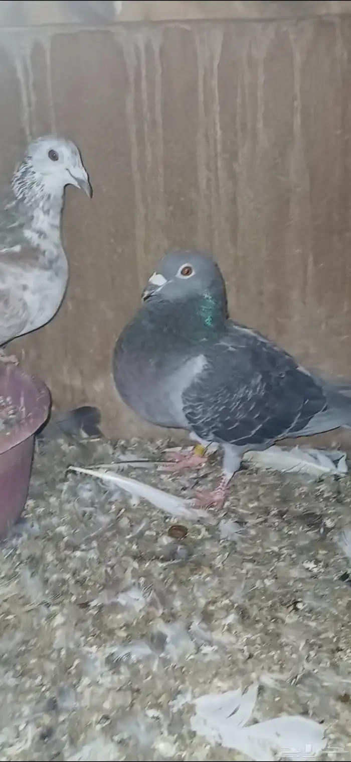 ازواج زاجل 2