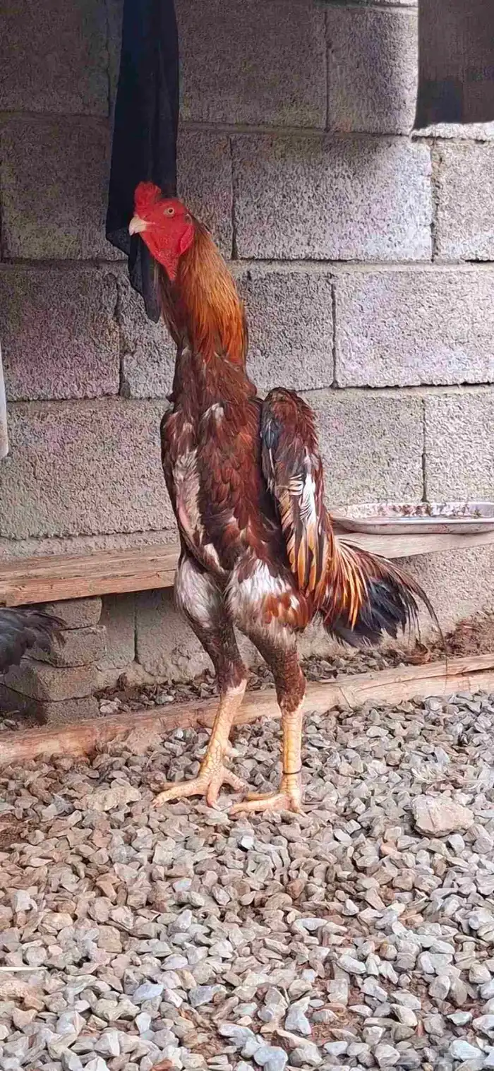 ديك شامو ياباني 1