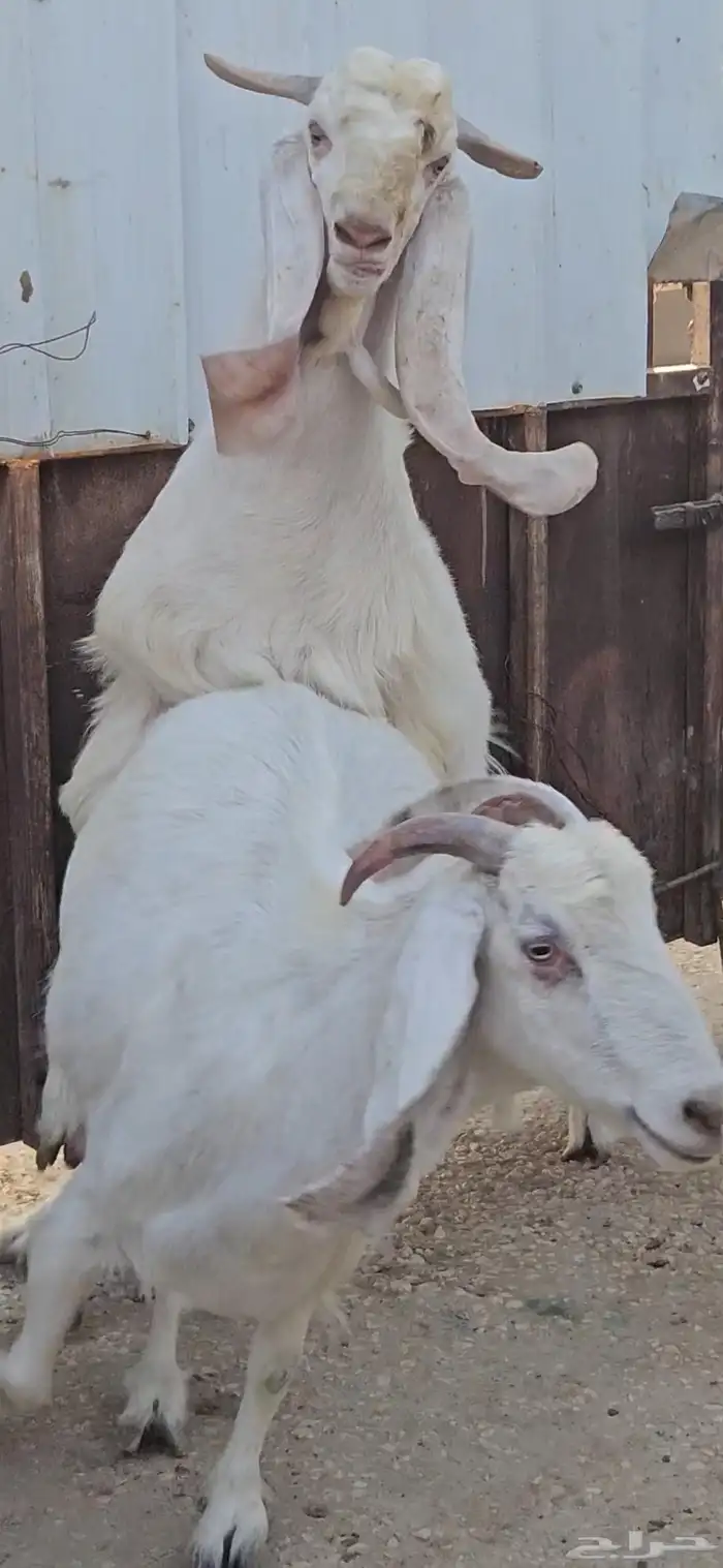 الفحل القادم مطور هولندي ابيض ابرص سلالة فواخر 6