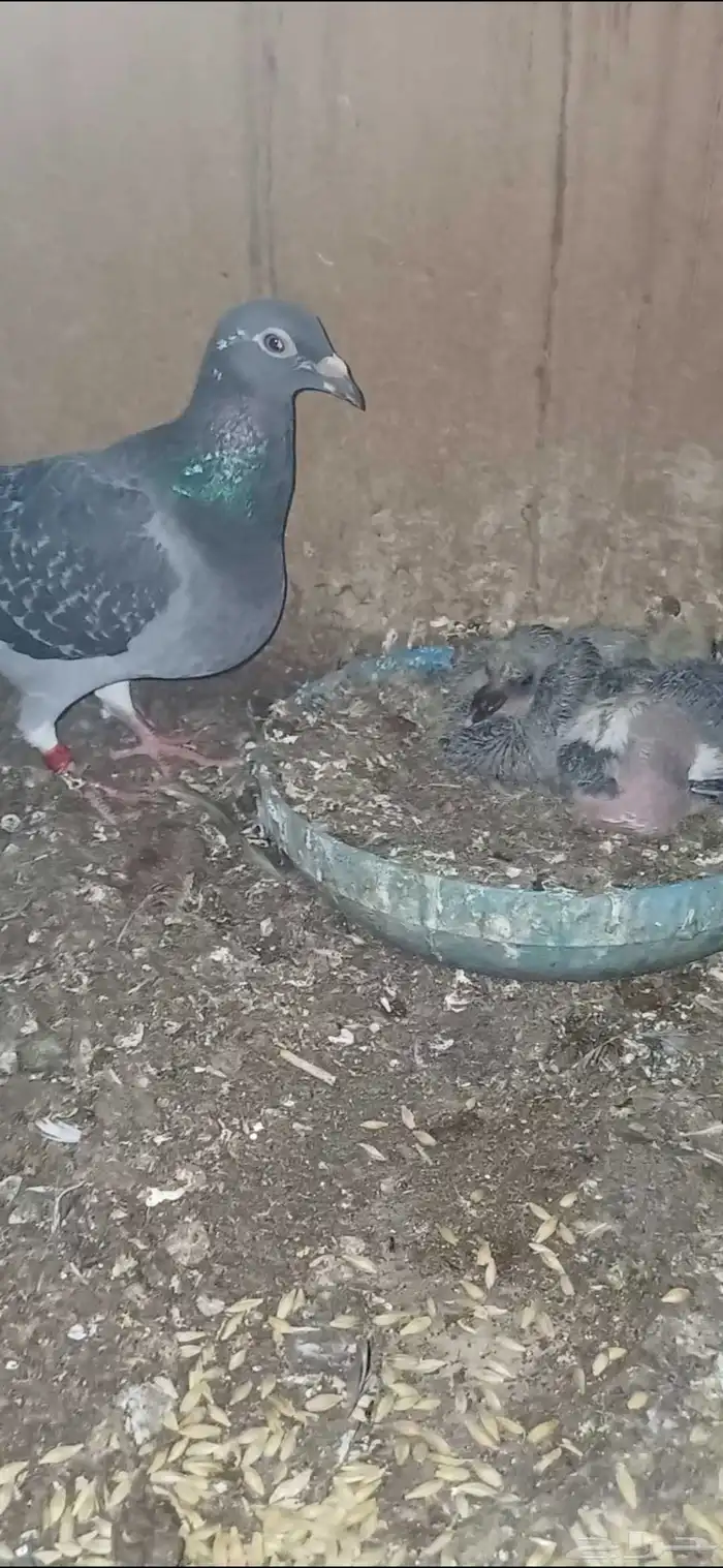 ازواج زاجل 6