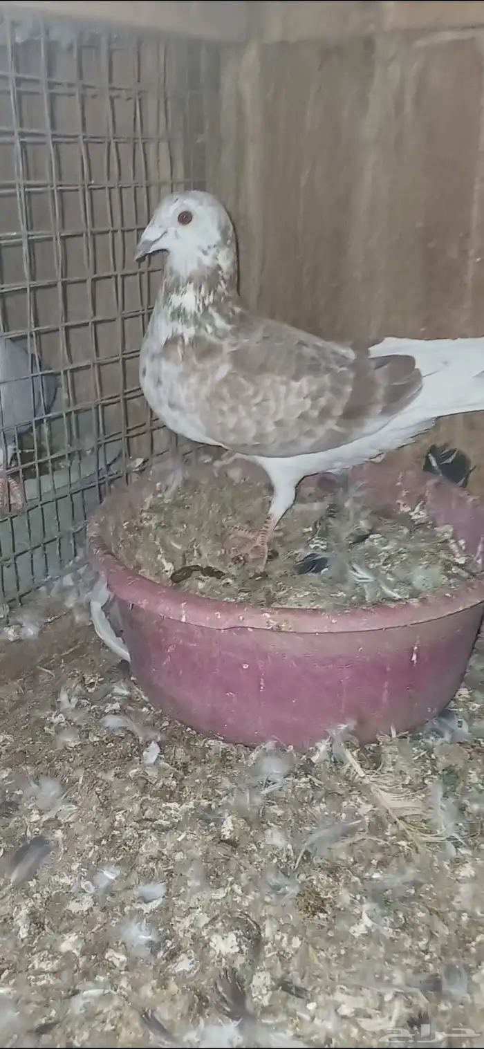 ازواج زاجل 8